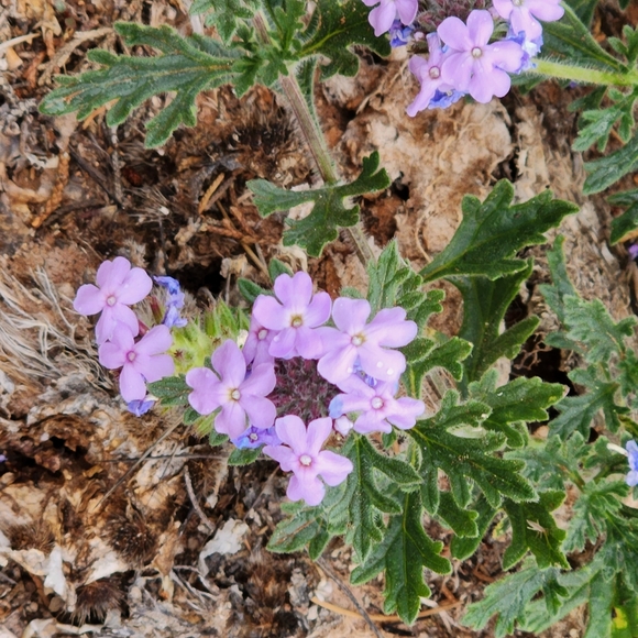 Make us offers!!! - Picture 7 of 8